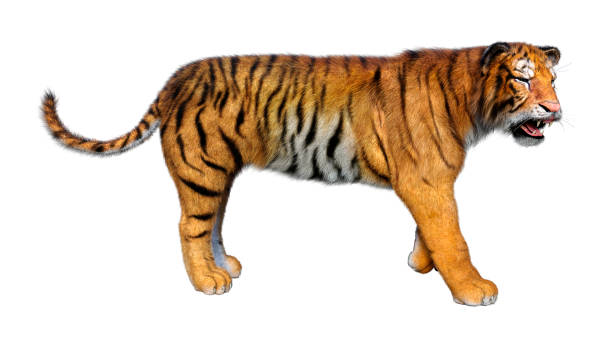 istock 3D illustration big cat tiger white 1262349427