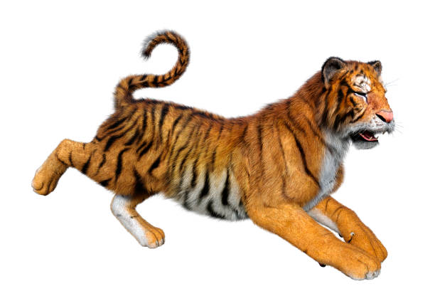 istock 3D illustration big cat tiger white 1262349505