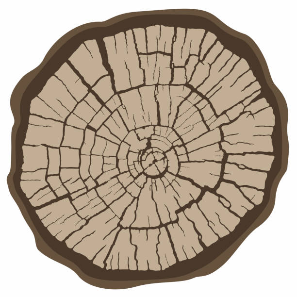 ilustraciones, imágenes clip art, dibujos animados e iconos de stock de textura de madera de círculo vectorial, sección transversal de anillos de árbol. corte rebanada de muñón de madera con corteza, aislado sobre blanco. - cross shape cross rough wood