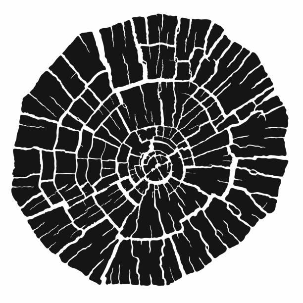 ilustrações, clipart, desenhos animados e ícones de seção transversal de toco de árvore isolada em fundo branco. ilustração vetorial. - bark isolated part of white