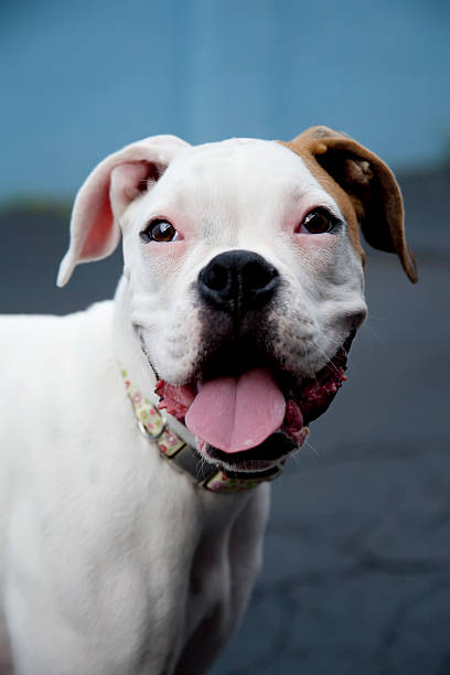 4,100+ White Boxer Dog Stock Photos, Pictures & Royalty-Free Images - iStock
