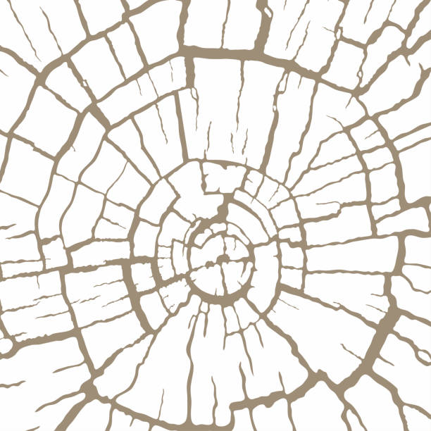 ilustraciones, imágenes clip art, dibujos animados e iconos de stock de textura de madera agrietada, sección transversal radial. corte de madera de un tronco de árbol. patrón de grietas en un viejo muñón. fondo vectorial - cross shape cross rough wood