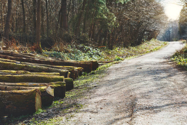 Freshly cut tree trunks neatly stacked in the forest, UK