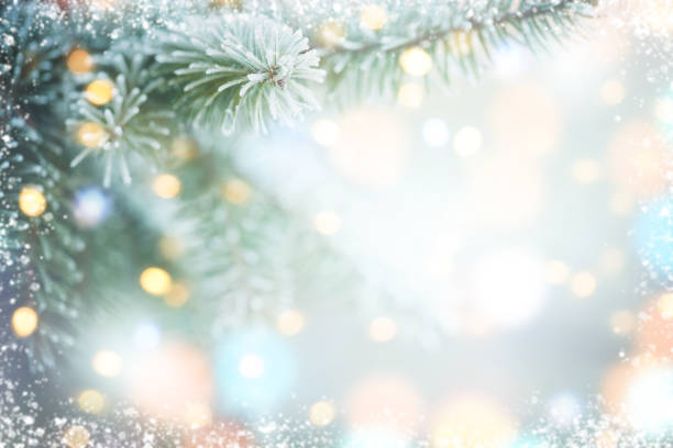 ramas de árbol de navidad con escarcha - abeto fotos fotografías e imágenes de stock
