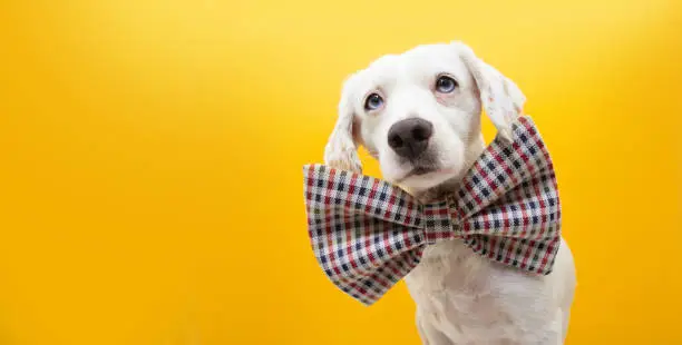 Dog celebrating birthday, carnival or new year wearing a vintage bowtie. Isolated on yellow background.