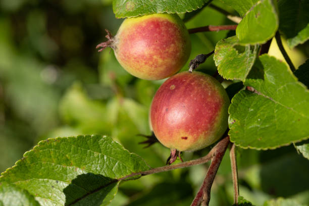 istock Two ripe apples on a branch of a wild apple tree in the bright sunlight. Image with selective focus 1262354720