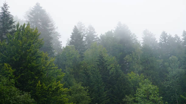 istock The fir-tree forest in the fog for dramatic background 1262354845