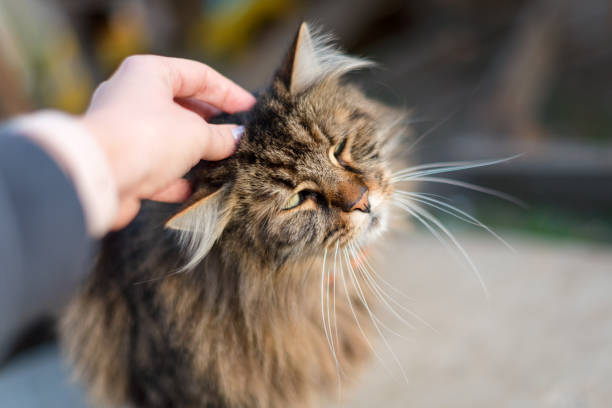 Stroking tabby cat by hand. Relationship of owner and domestic feline animal pet. Friendship of human and cat. Stroking tabby cat by hand. Relationship of owner and domestic feline animal pet. Friendship of human and cat accustom stock pictures, royalty-free photos & images