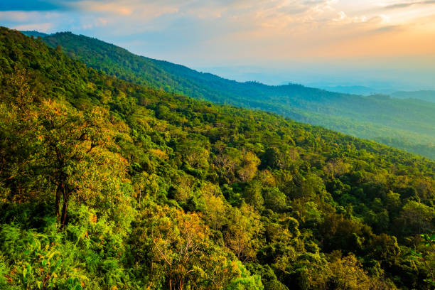 istock Phi Hin Rong Kla National Park, Forest Canopy 1262358186
