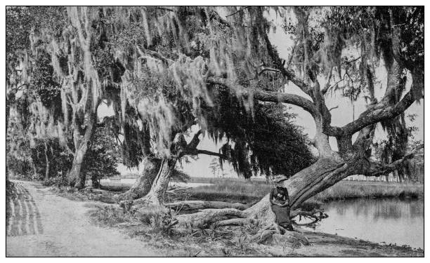 Antique black and white photo: Bayou, Mississippi