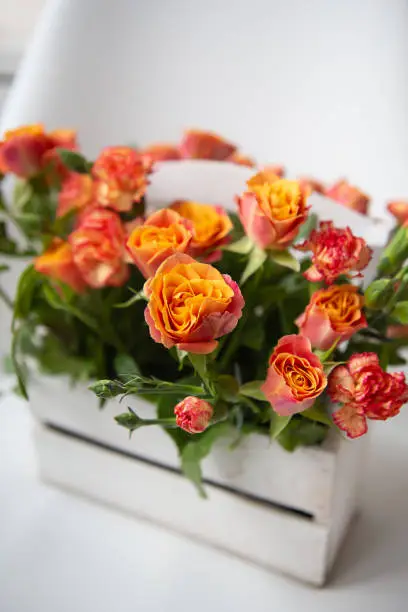 Very beautiful bright red-orange rose, a delicate bouquet in a wooden basket, closeup shot on a white background. Surprise, holiday, congratulations. Place for an inscription. Close-up.