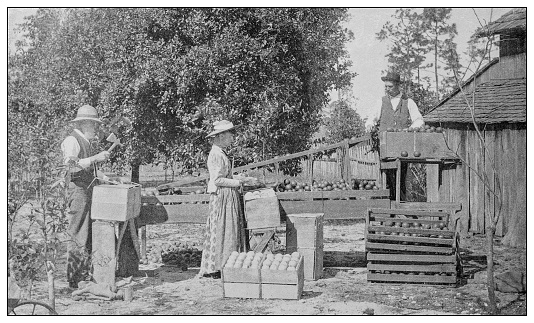 Antique black and white photo: Oranges harvesting, Florida