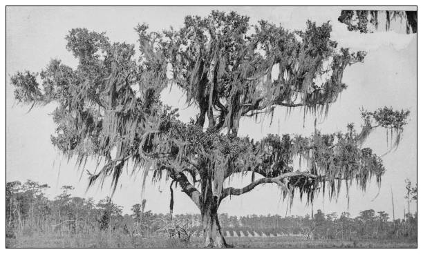 Antique black and white photo: Live oak, Florida