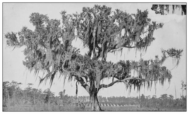 Antique black and white photo: Live oak, Florida Antique black and white photo: Live oak, Florida live oak tree stock illustrations