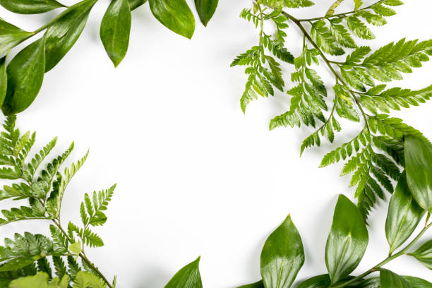 istock Green frame with branches and leaves on white background. Flat lay, top view, copyspace. Nature design, spring and summer lush concept 1262358942