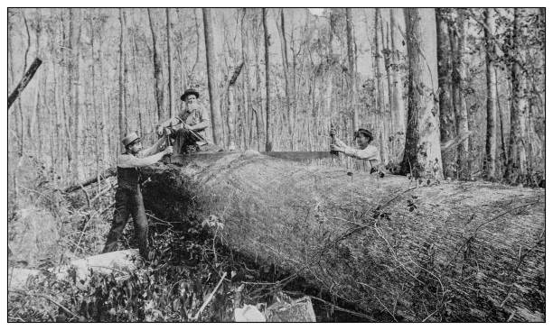 Antique black and white photo: Pine woods of Florida Antique black and white photo: Pine woods of Florida sawing photos stock illustrations