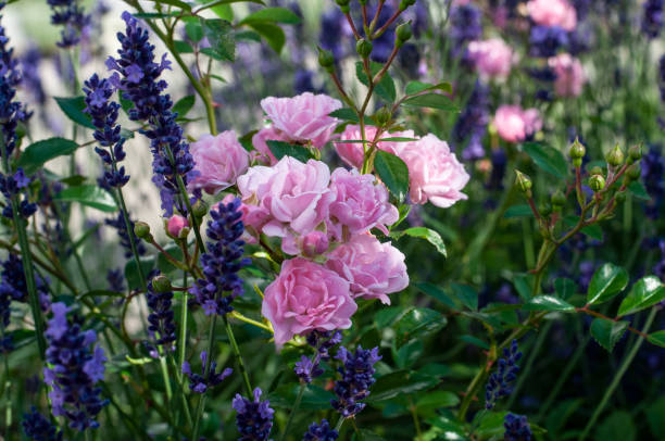 primer plano de rosas en flor rosa en el macizo de flores de lavanda - lilac bush nature flower bed fotografías e imágenes de stock