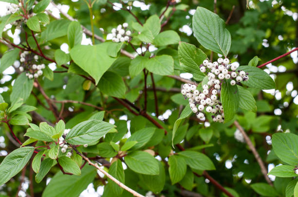 a red osier dogwood plant with white berries