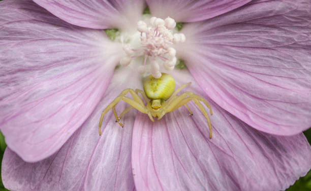 A crab spider in his house, a wild purple.