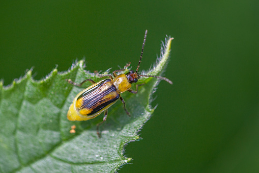 Leaf beetle of corn roots on a leaf.