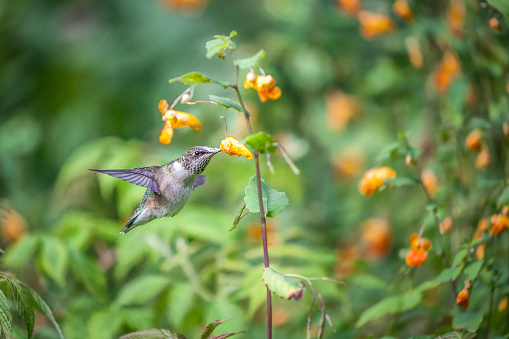 A ruby-throated hummingbird forages a flower.