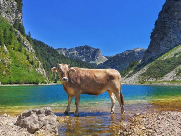 istock beauty of nature 1262360191
