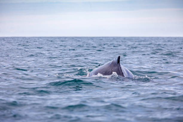 istock Dorsal fin of diving humpback whale 1262360200