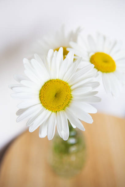 istock Daisy flowers in a vase on a wooden table. 1262360209