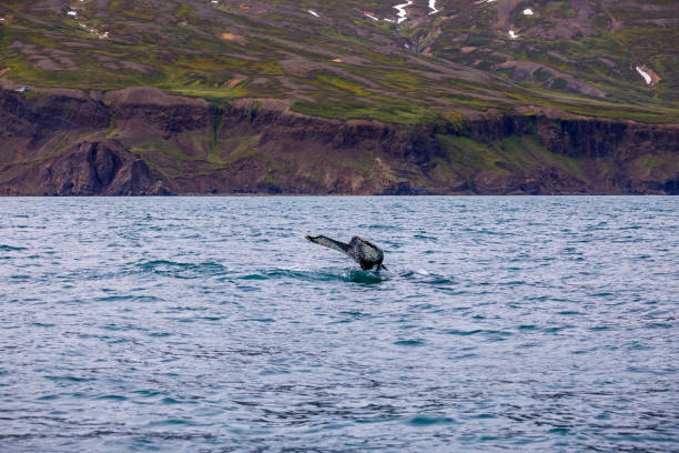 istock Tail of diving humpback whale 1262360230
