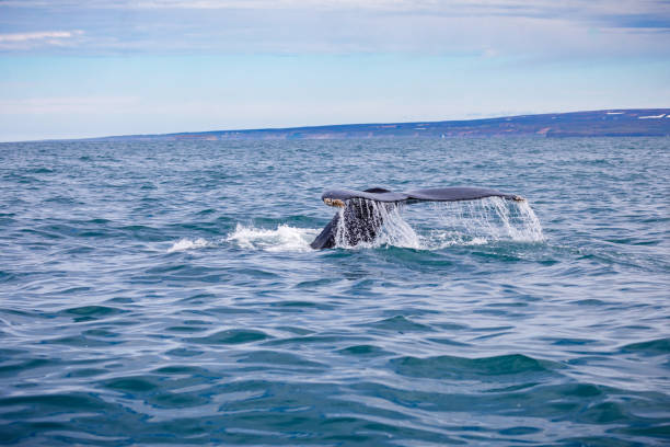 istock Tail of diving humpback whale 1262360234