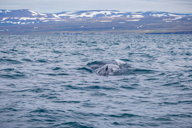 istock Dorsal fin of diving humpback whale 1262360264
