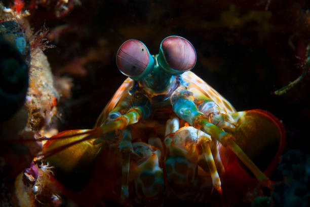 istock Indonesia Wildlife 1262360526