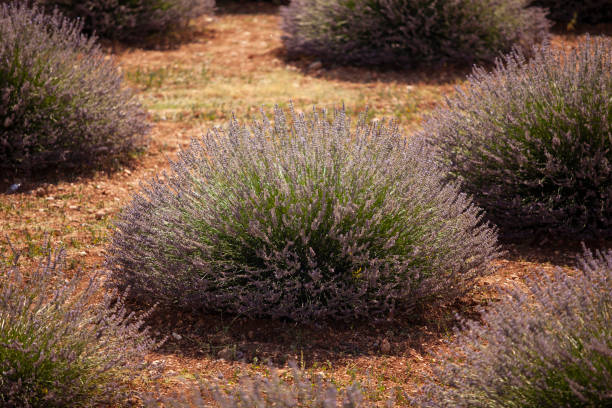 istock Lavender Field in Summer 1262360758
