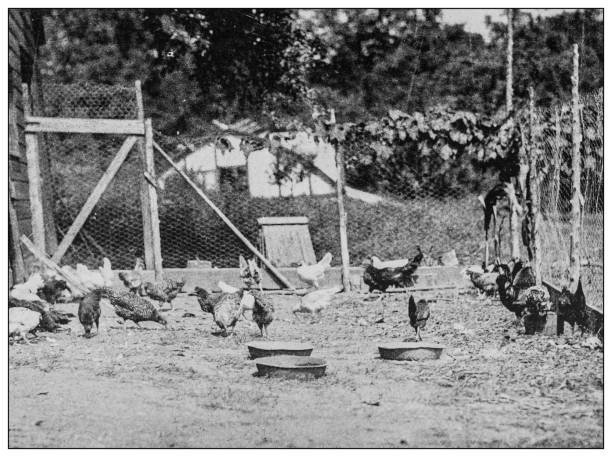 istock Antique black and white photo: Hen-house, poultry yard, chicken coop 1262361286