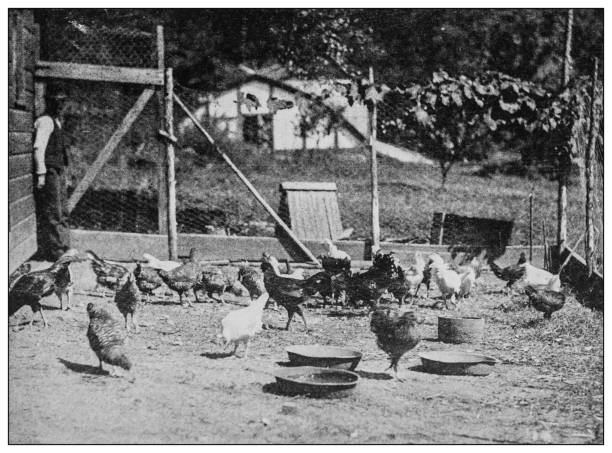 istock Antique black and white photo: Hen-house, poultry yard, chicken coop 1262361805