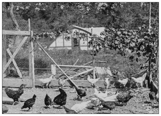 istock Antique black and white photo: Hen-house, poultry yard, chicken coop 1262361828