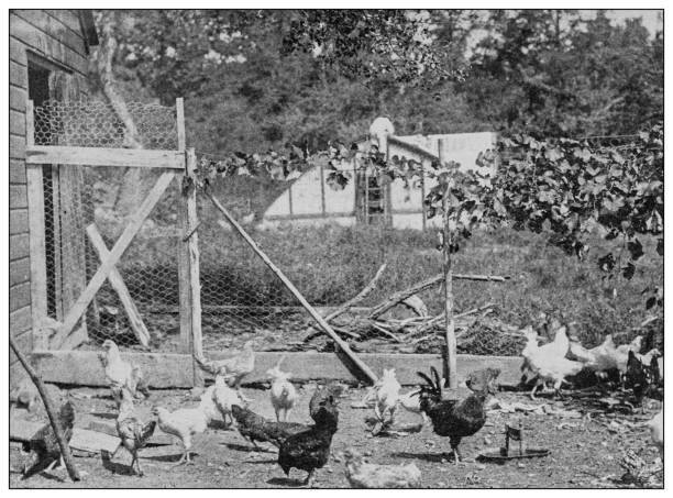 istock Antique black and white photo: Hen-house, poultry yard, chicken coop 1262361850
