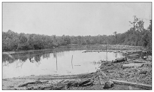 Antique black and white photo: Alabama timber boom