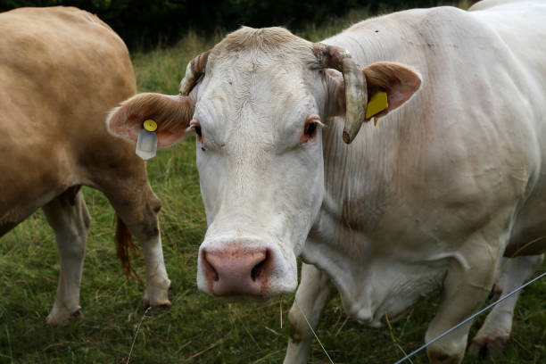 istock Herd of cows in the pasture in summer 1262362124