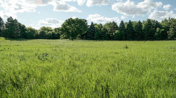 herbe haute - grass tall timothy grass field photos et images de collection