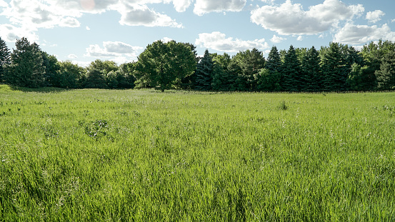 Tall grass in South Dakota Park.