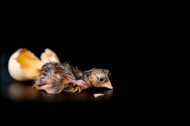 istock The 1st minute of Black Brown Chick hatches from egg on black background. 1262362464