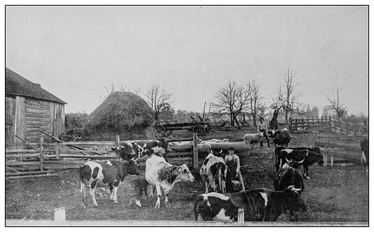 Antique black and white photo: Dairy Farm, Willowdale, Pennsylvania