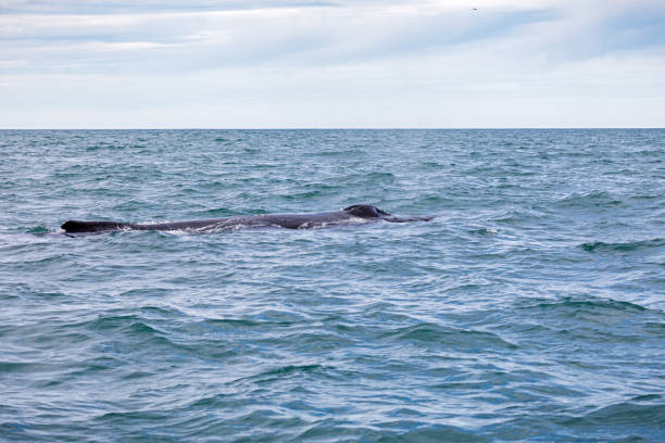 istock Blow hole of a surfacing humpback whale 1262369912