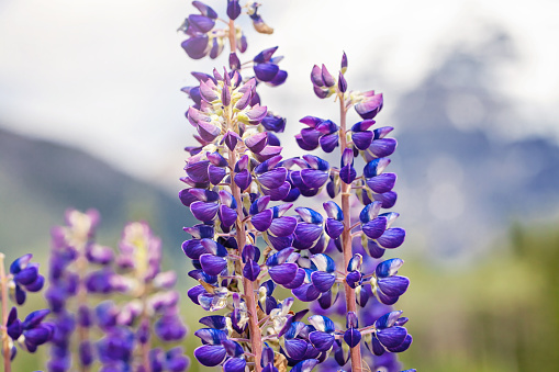 Lupins grow wild in a field in front of Mount Robson, BC.
