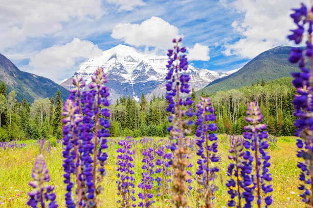 istock Mount Robson and Wildflowers 1262371654
