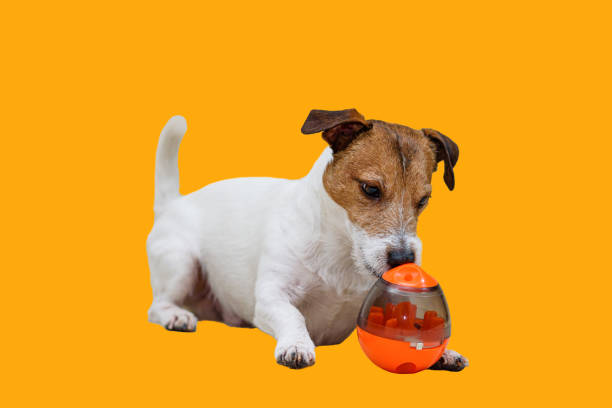 Pet enrichment concept with a dog playing with an egg-shaped sniffing toy