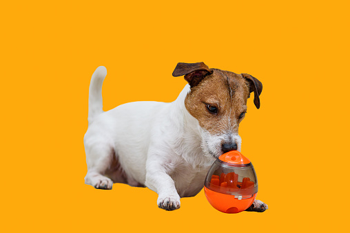 Jack Russell Terrier sniffs a yummy inside a toy