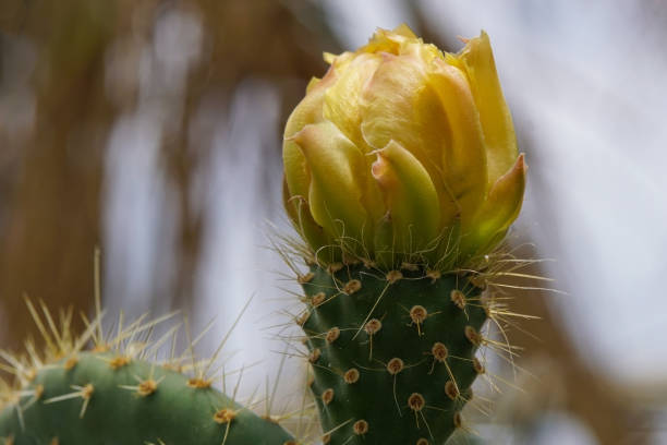 istock The flower of a arborescent pricklypear cactus also called semaphore cactus 1262374923