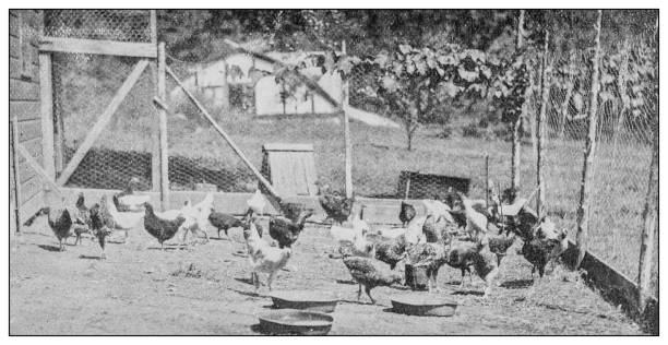 istock Antique black and white photo: Hen-house, poultry yard, chicken coop 1262374972